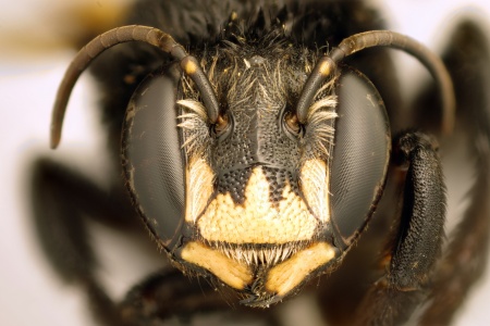 [Duckeanthidium thielei male (anterior/face view) thumbnail]
